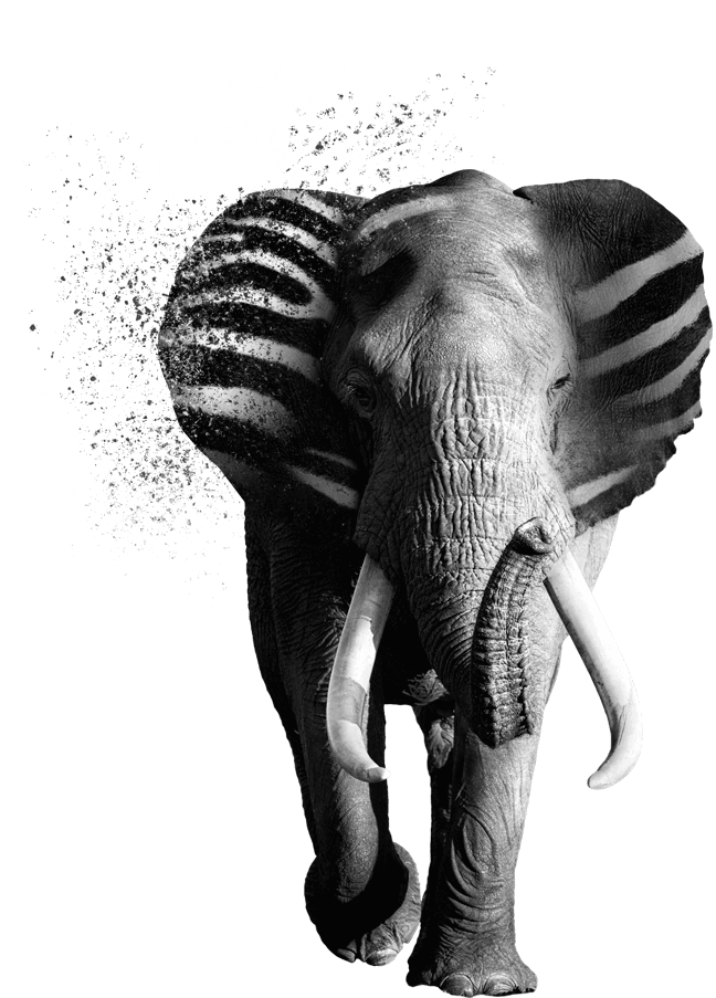 verycreative zebraphant